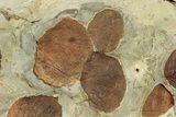 Stunning Double-Sided Fossil Leaf Plate - Montana #271012-4